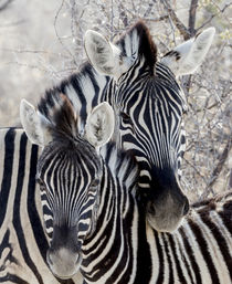 Africa, Namibia, Etosha National Park von Danita Delimont