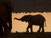 Africa, Namibia, Etosha National Park by Danita Delimont