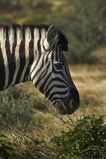 Burchell's zebra, Etosha National Park, Namibia, Africa. by Danita Delimont