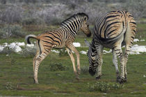Burchell's zebra foal and mother, Etosha National Park, Nami... von Danita Delimont
