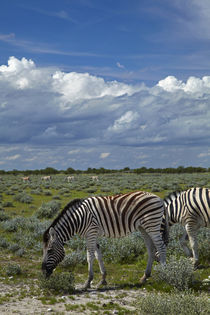 Burchell's zebras, Etosha National Park, Namibia, Africa. by Danita Delimont