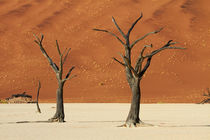 Dead trees and sand dunes at Deadvlei, near Sossusvlei, Nami... by Danita Delimont