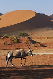 Gemsbok, and sand dunes, Namib-Naukluft National Park, Namib... von Danita Delimont