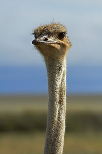 Ostrich, Etosha National Park, Namibia, Africa. by Danita Delimont