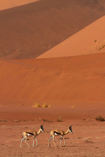 Springbok, and sand dunes, near Sossusvlei, Namib-Naukluft N... von Danita Delimont