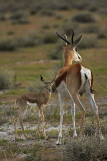Springbok fawn and mother, Etosha National Park, Namibia, Africa. by Danita Delimont