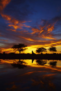 Sunrise, Okaukuejo Rest Camp, Etosha National Park, Namibia, Africa. by Danita Delimont