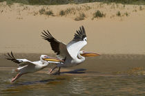 White Pelicans, Sandwich Harbor, Namib-Naukluft National Par... by Danita Delimont