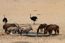 Wild Horses, gemsbok, and ostriches, Garub waterhole, Namib-... by Danita Delimont