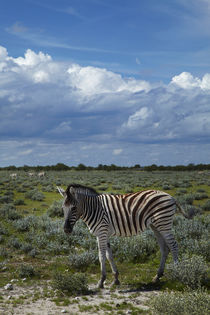 Young Burchell's zebra, Etosha National Park, Namibia, Africa. by Danita Delimont