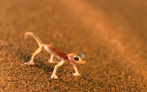 Palmatogecko on sand dune, Swakpomund, Erongo Division, Namibia von Danita Delimont