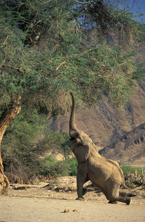 African Bush Elephant feeding on Ana Tree, Amspoort, Namibia by Danita Delimont