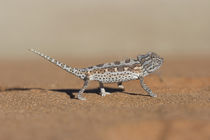 Namaqua Chameleon, Namib desert, Namib-Naukluft National Park, Namibia von Danita Delimont