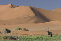 Gemsbok near sand dunes in desert, Sossusvlei, Namib-Naukluf... by Danita Delimont