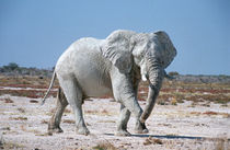 African Bush Elephant, Etosha, Namibia von Danita Delimont