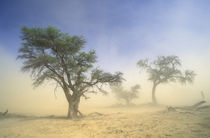 Sandstorm in Kalahari Desert, Kgalagadi Transfrontier Park, ... by Danita Delimont