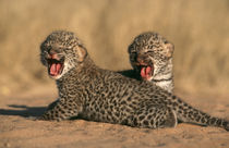 Close-up of new born Leopard cubs, Namibia, Southern Africa. von Danita Delimont