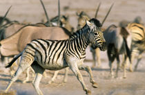 Plains Zebra foal startled, Etosha National Park, Namibia by Danita Delimont