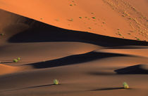 Grass on sand dunes, Sossusvlei, Namib Desert, Namib-Naukluf... by Danita Delimont