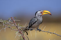 Southern Yellow-billed Hornbill, Etosha National Park, Namibia by Danita Delimont