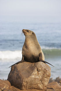 Cape Fur Seal resting on a rock, Cape Cross Seal Reserve, Sk... von Danita Delimont