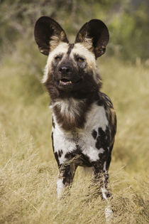 African Wild Dog, photographed in captivity, Harnas Wildlife... by Danita Delimont