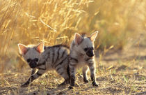 A pair of Aardwolf cubs at play. by Danita Delimont