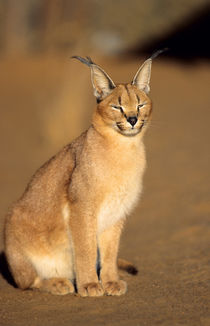 Caracal portrait, Harnas Private Reserve, Namibia, Southern Africa. von Danita Delimont
