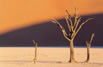 A dead tree against a backdrop of a red dune. by Danita Delimont