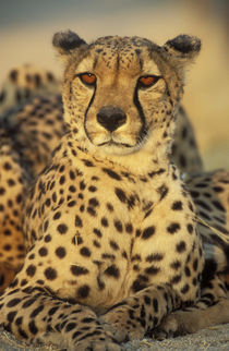 Cheetah, Resting male, photographed in captivity in Namibia by Danita Delimont