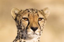 Cheetah von Danita Delimont