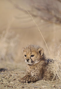 Cheetah von Danita Delimont