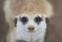 A Meerkat looking up at the camera, Keetmashoop, Namibia von Danita Delimont