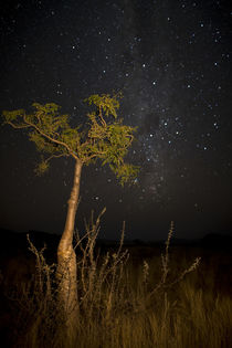 Phantom tree with nighttime stars and the Milky Way, Sesriem, Namibia. by Danita Delimont