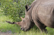 White rhinoceros, Namibia. by Danita Delimont