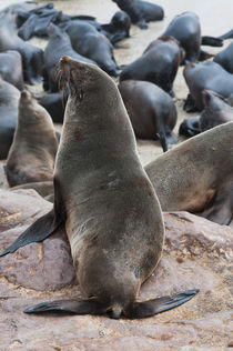 Cape Fur seals, Cape Cross, Skeleton Coast, Kaokoland, Kunen... by Danita Delimont