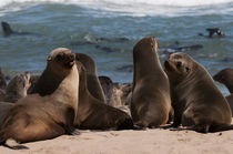 Cape fur seal, Skeleton Coast National Park, Namibia. von Danita Delimont