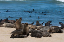 Cape fur seal, Skeleton Coast National Park, Namibia. by Danita Delimont