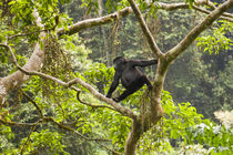 Mountain gorillas, Volcanoes National Park, Rwanda. von Danita Delimont