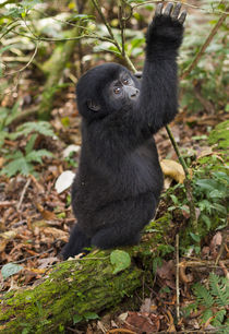 Mountain gorillas, Volcanoes National Park, Rwanda. by Danita Delimont