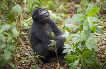 Mountain gorillas, Volcanoes National Park, Rwanda. von Danita Delimont