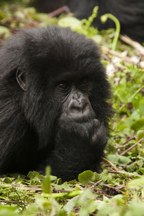 East Africa, Rwanda, Volcanoes National Park, Mountain goril... von Danita Delimont