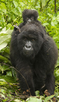 Africa, Rwanda, Volcanoes National Park, Mountain Gorilla, G... von Danita Delimont