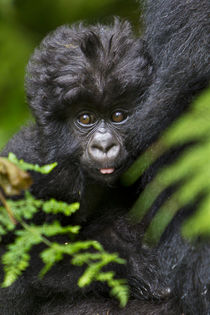 Africa, Rwanda, Female and juvenile Mountain Gorillas of the... von Danita Delimont