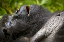Africa, Rwanda, Juvenile Mountain Gorilla of the Umubano Gro... by Danita Delimont