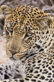 Africa, South Africa, Ngala Private Game Reserve by Danita Delimont