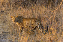 Africa, South Africa, Ngala Private Game Reserve by Danita Delimont