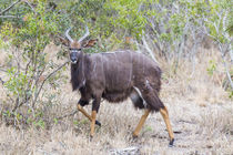Africa, South Africa, Londolozi Private Game Reserve von Danita Delimont