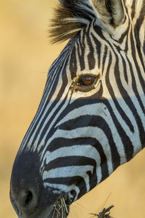 Africa, South Africa, Londolozi Private Game Reserve von Danita Delimont