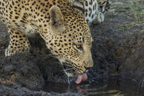 South Africa, Sabi Sabi Private Game Reserve von Danita Delimont
